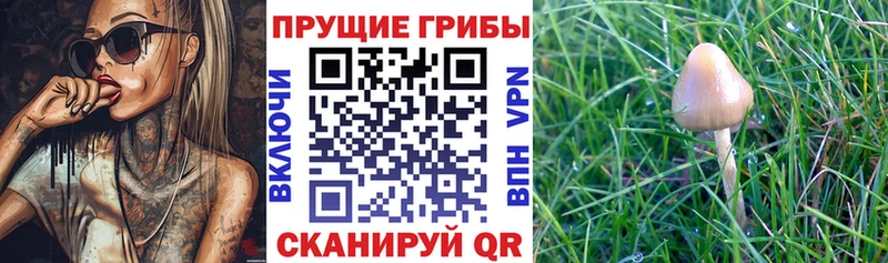 Галлюциногенные грибы GOLDEN TEACHER  Купить  Белый 